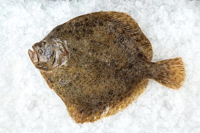Камбала Флаундер