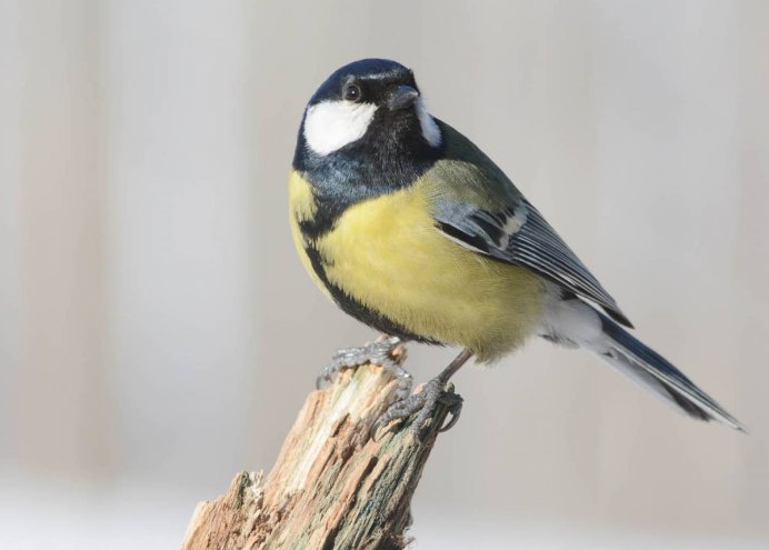 Синица серая (Parus cinereus)