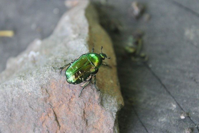 Protaetia hieroglyphica
