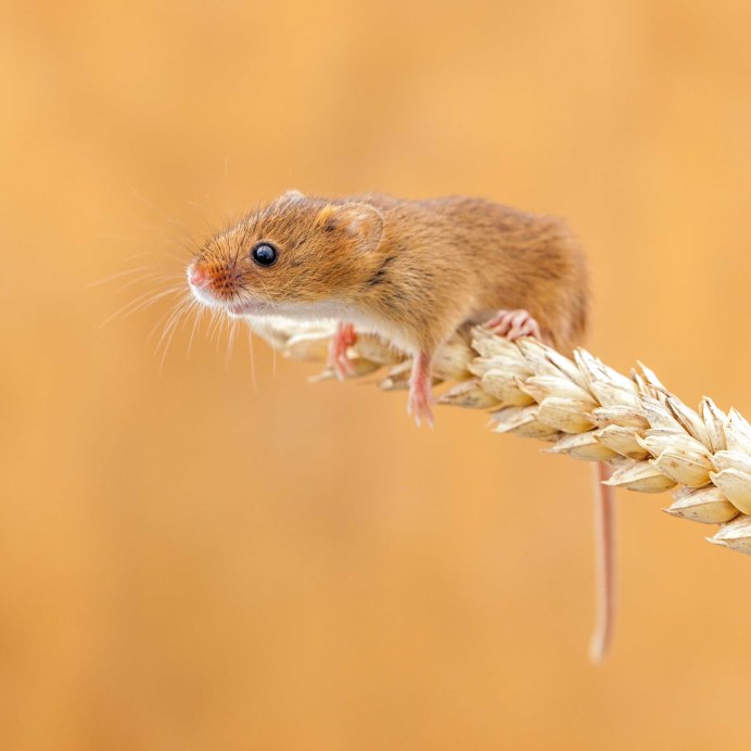 Лесная мышь (Apodemus sylvaticus)