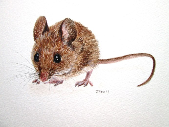 Apodemus sylvaticus