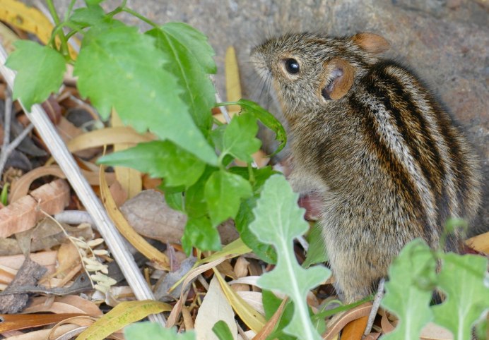 Clethrionomys rutilus