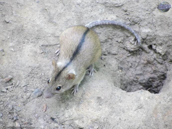 Желтогорлая мышь Apodemus flavicollis