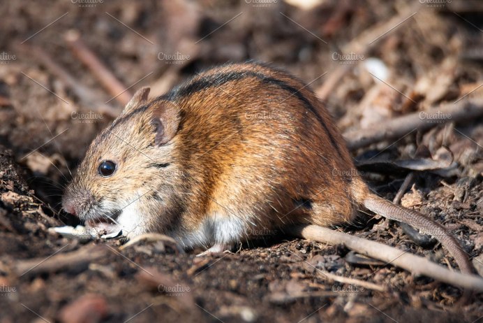 Rhabdomys pumilio