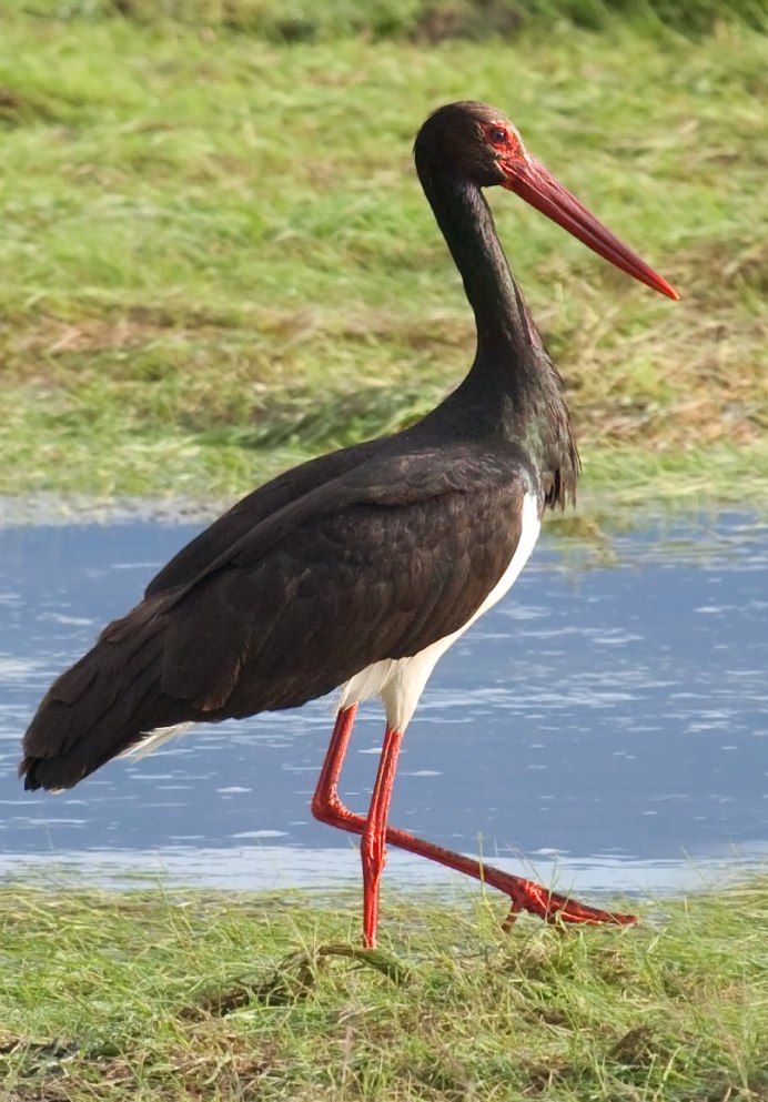 Черный Аист (Ciconia nigra)