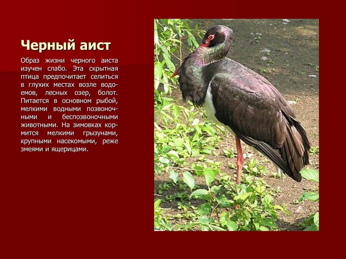 Вороны и море