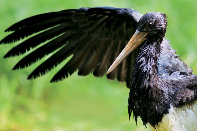 Чёрная казарка Branta bernicla