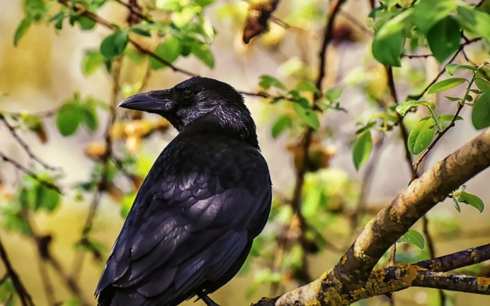 Aquila verreauxii Eagle