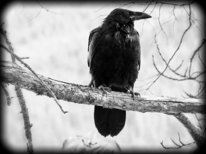 Лысуха (Fulica atra)