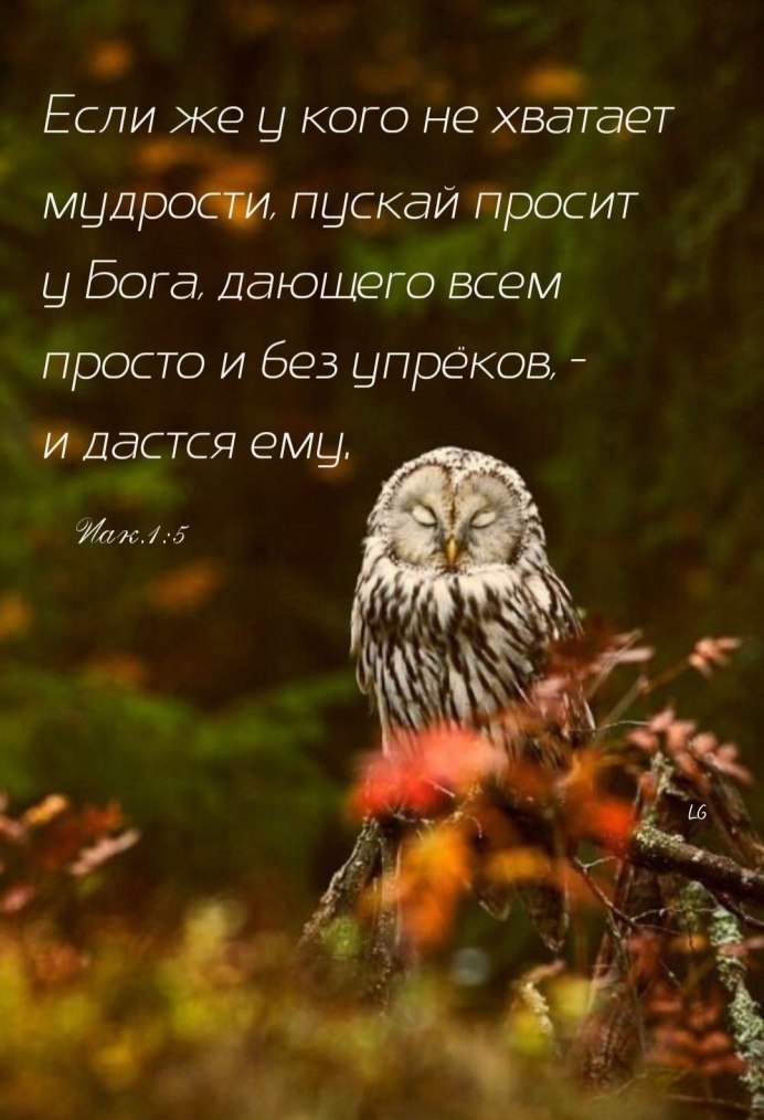 Осень птицы