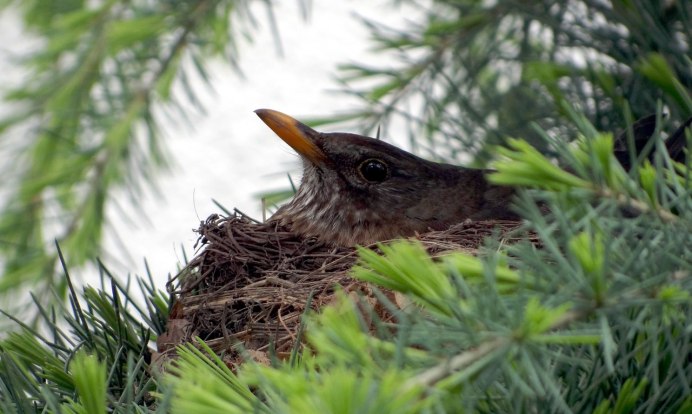 Чёрный Дрозд turdus Merula гнездо