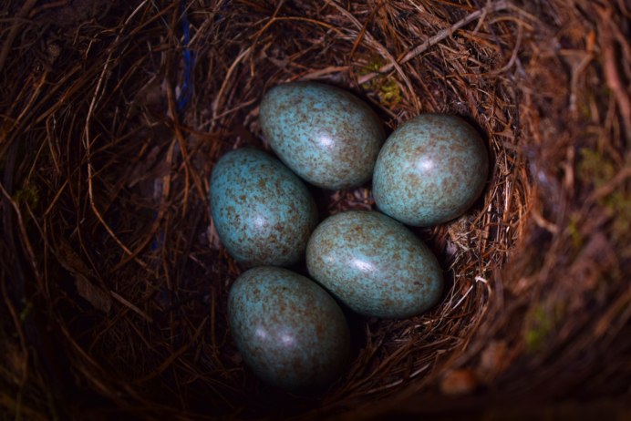 Turdus Merula яйца