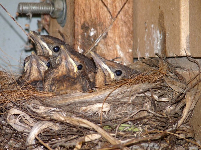 Turdus Merula яйца