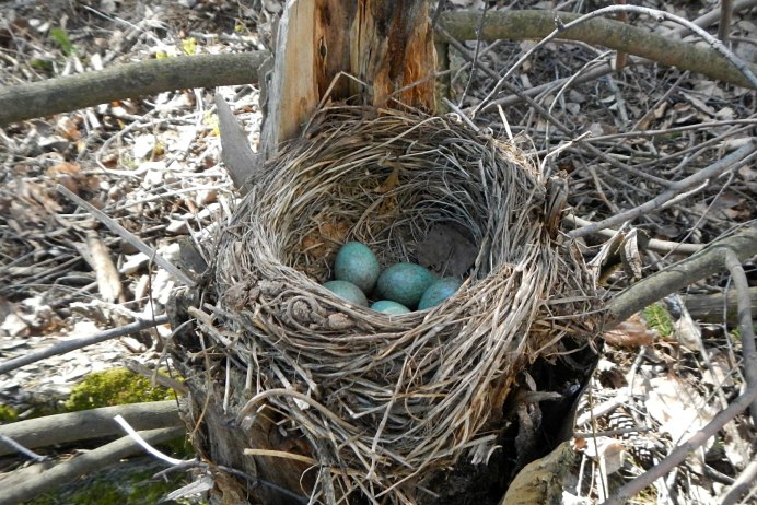 Гнездо ( the Nest ) год производства: 2019