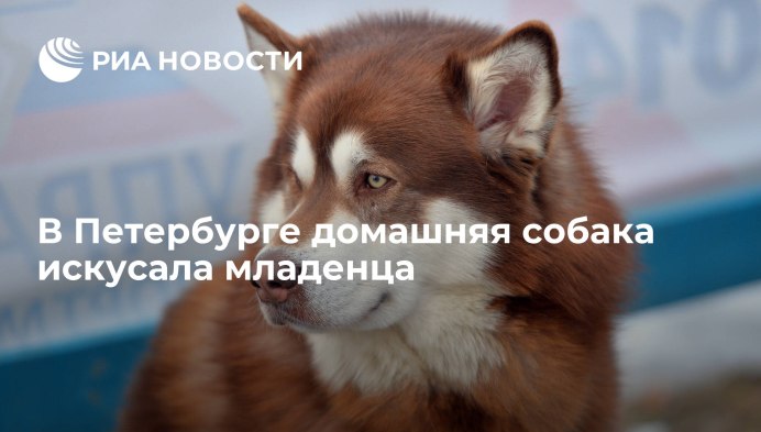 Аляскинский маламут шоколадный