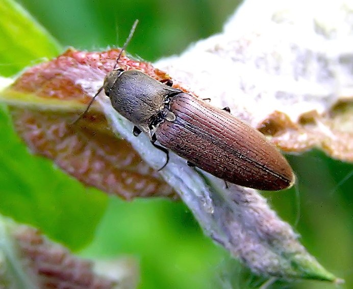 Ampedus sanguinolentus