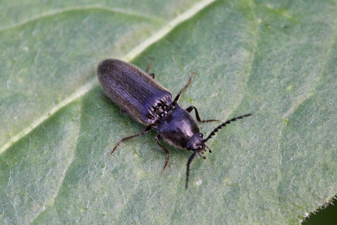 Черный Жук Elateridae