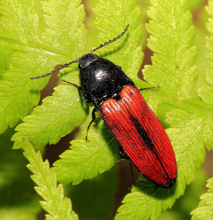 Dalopius marginatus