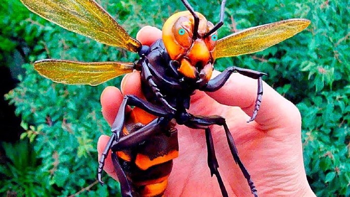 Жук чёрный большой с усами