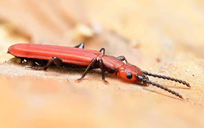 Agriotes sputator