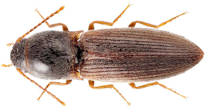 Dalopius marginatus