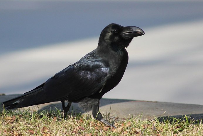 Picathartes птица