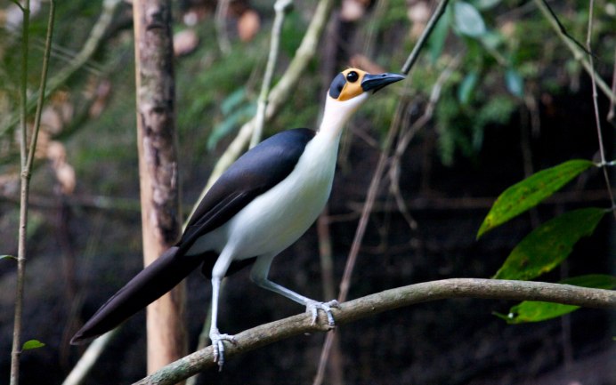 Плешивая сорока Picathartes
