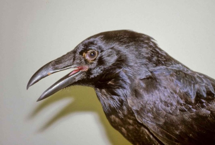 Picathartes Gymnocephalus
