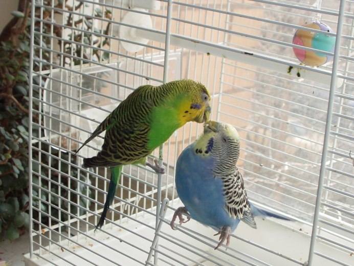 Полосатые страйки попугаи