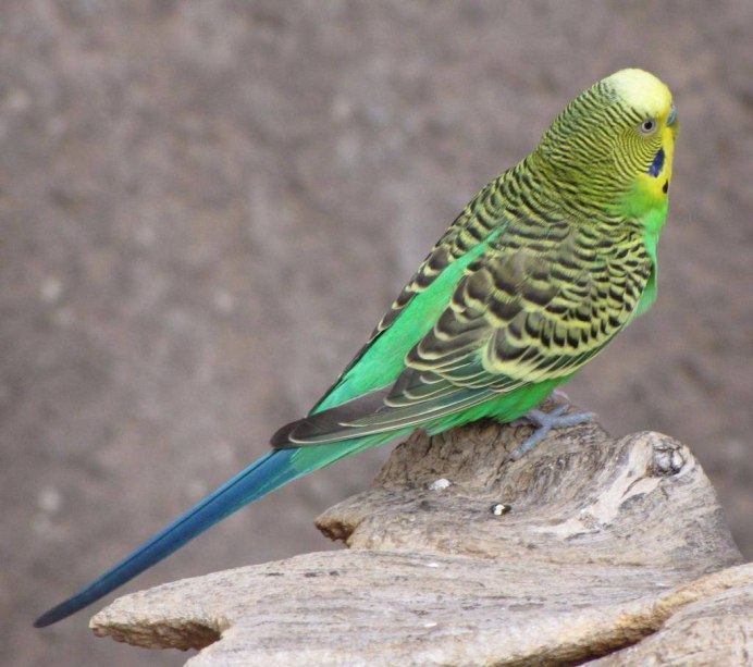 Попугайчики волнистики