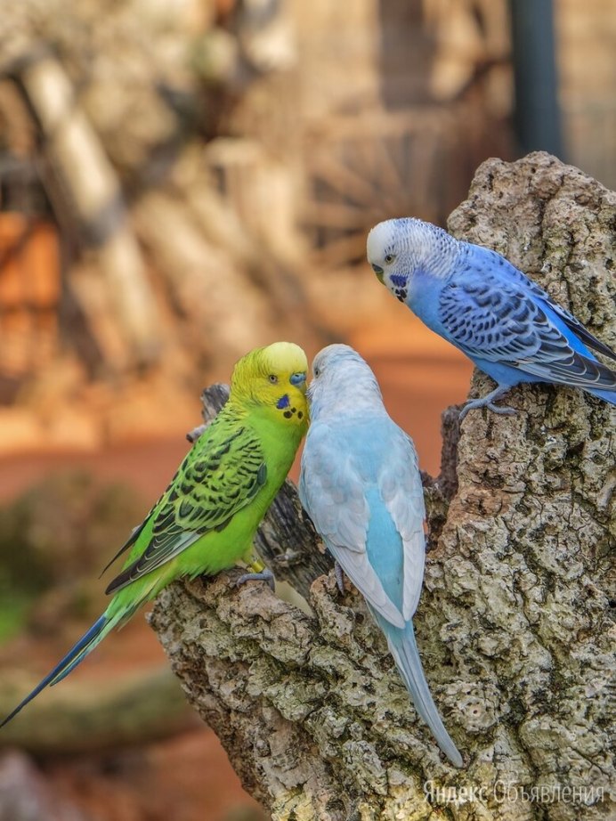 Волнистый попугайчик голубой