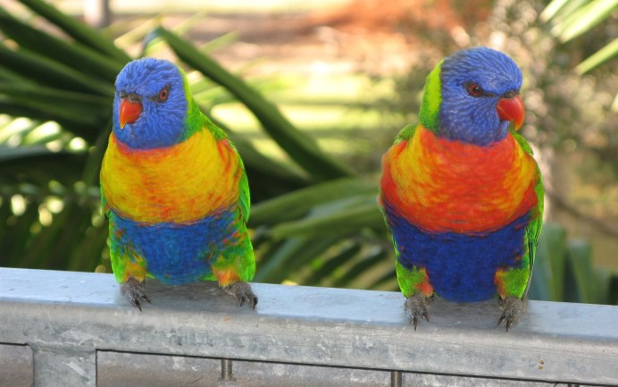 Волнистый попугай сбоку