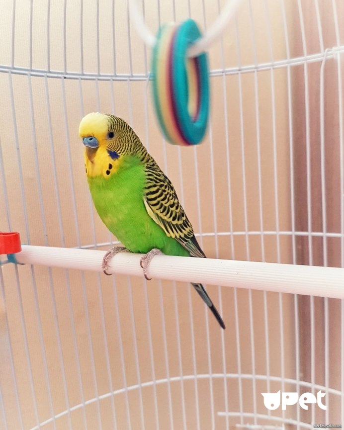 Волнистый попугайчик