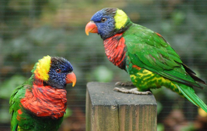 Обои на рабочий стол волнистые попугайчики
