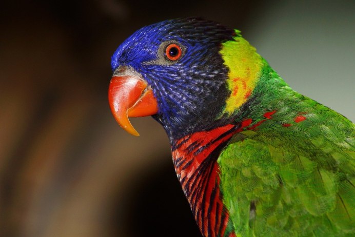 Попугаи волнистые разноцветные