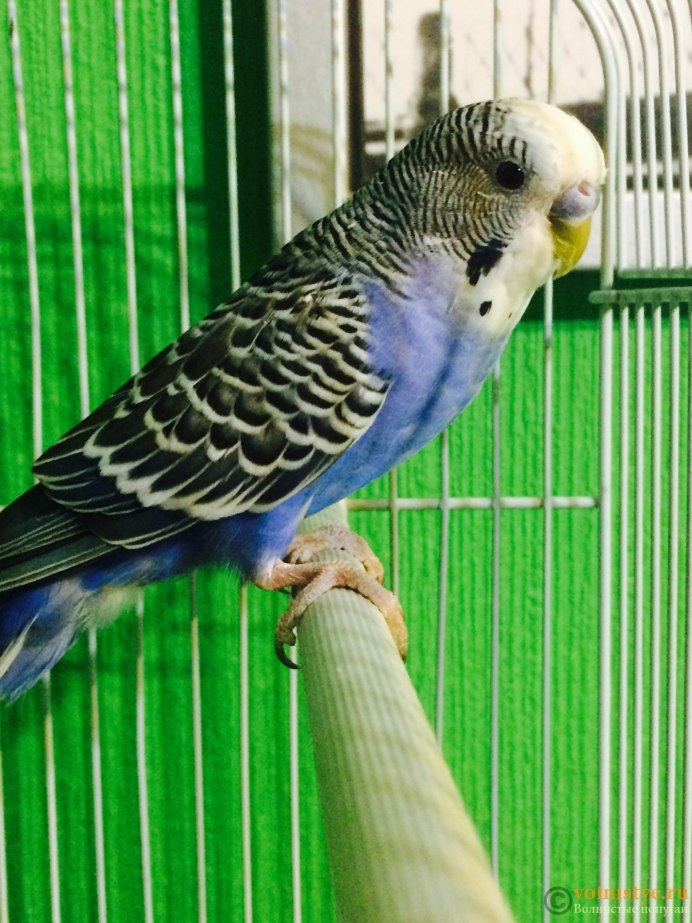 Желтоголовый волнистый попугай