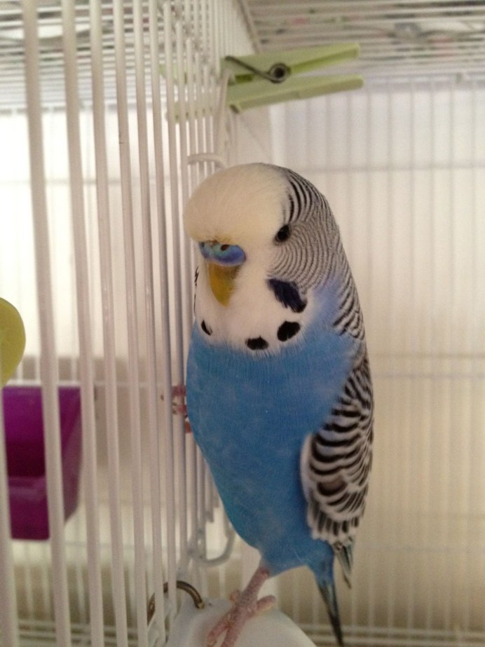 Волнистый попугай