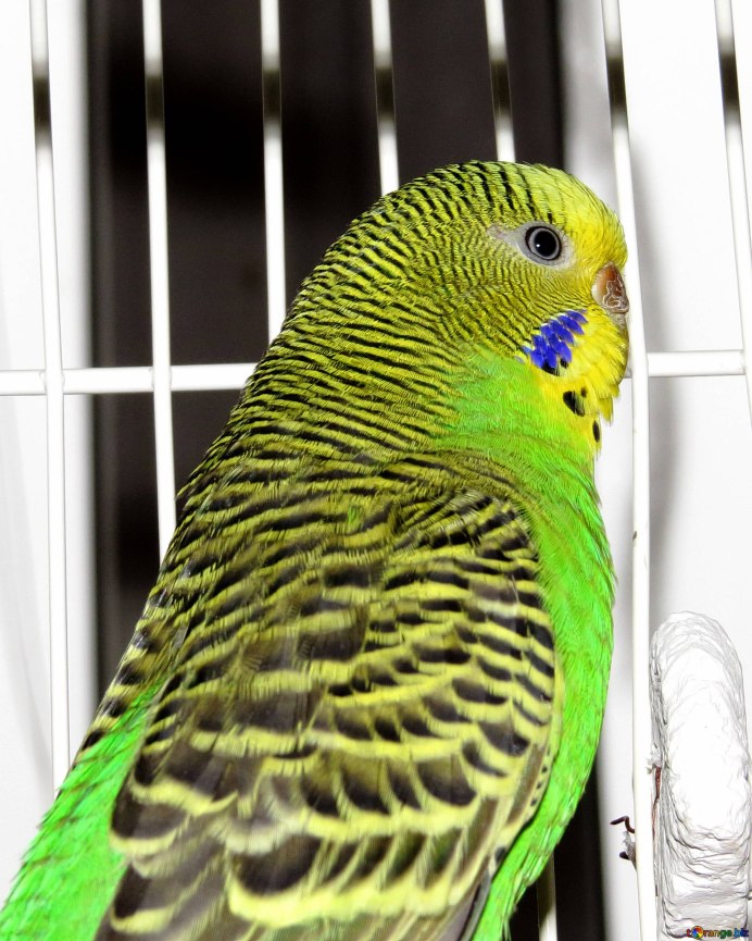 Попугаи волнистые попугайчики