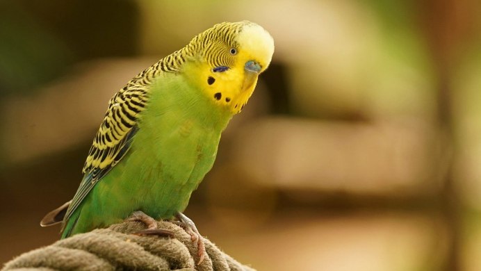 Волнистый попугайчик голубой