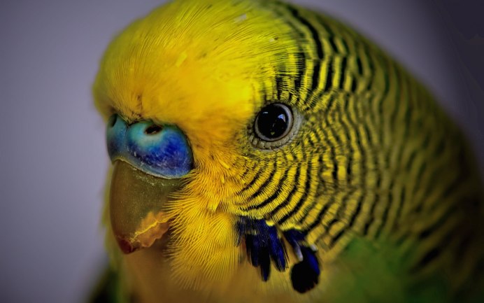 Желтоголовый волнистый попугай