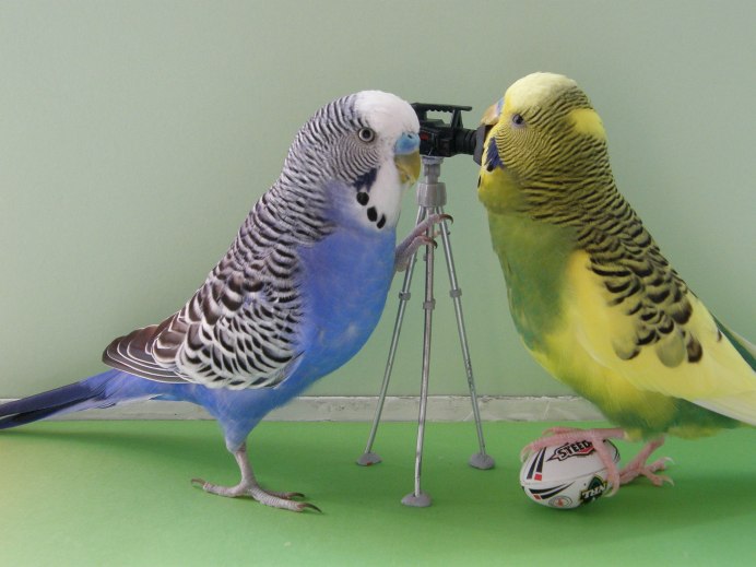 Парочка волнистых попугаев