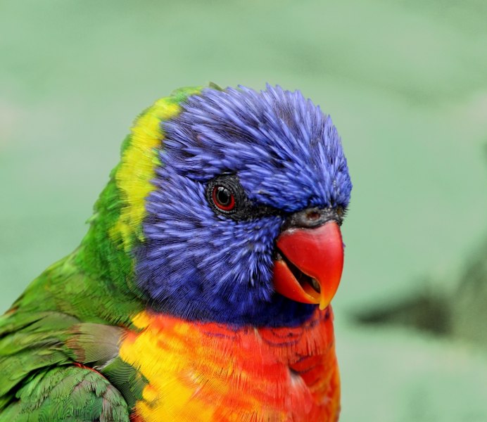 Яркие рыбки