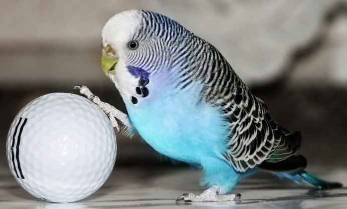 Волнистый попугай Budgie