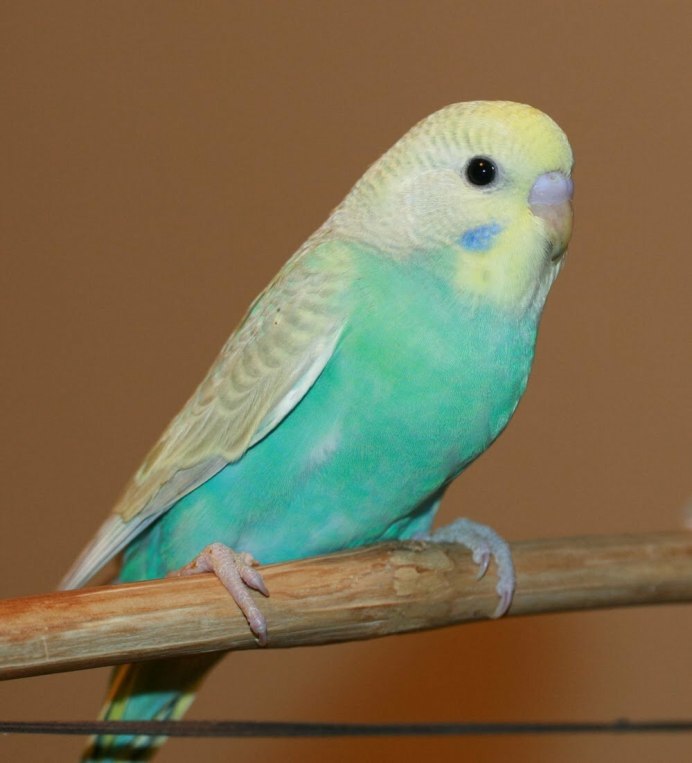 Волнистый попугайчик самка