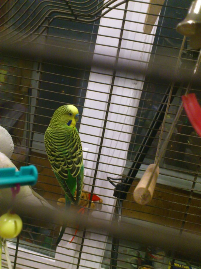 Половинчатые волнистые попугаи