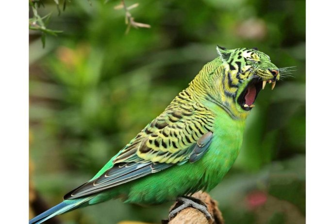 Попугаи волнистые попугайчики