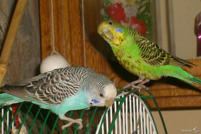 Аквариумные рыбки Hybrid Cichlid