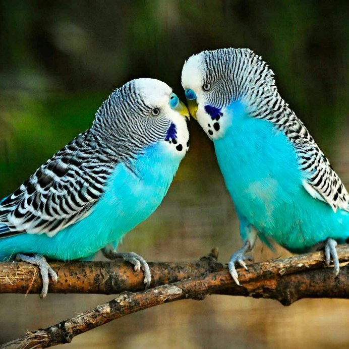 Волнистый попугай