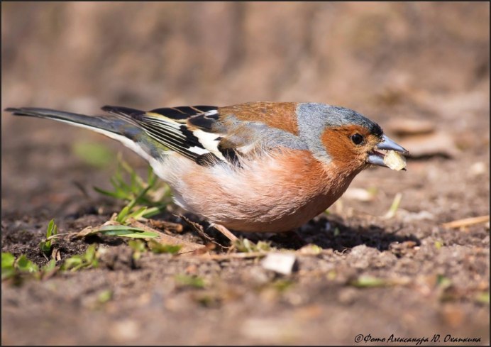 Зарянка Зяблик Дрозд
