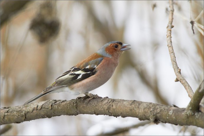 Птицы Зарянка Зяблик Дрозд
